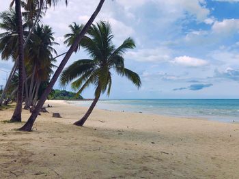 Palm trees on beach against sky