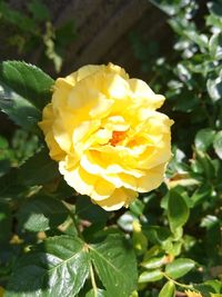 Close-up of yellow flower blooming outdoors