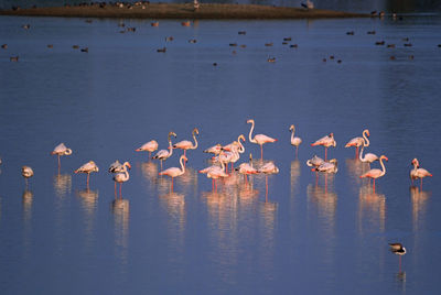 Flock of birds in lake