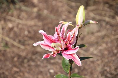 Close-up of pink flower buds