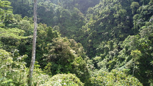 High angle view of trees in forest