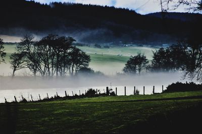 Panoramic view of trees against sky