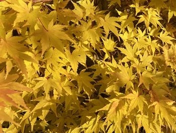 Full frame shot of yellow leaves