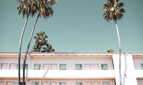 Low angle view of palm tree against clear sky