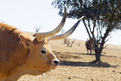 View of cow