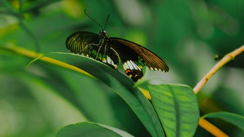 Close-up of butterfly on leaf