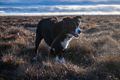 Dog running on field