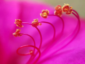 Close-up of pink flower