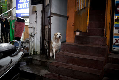 Dog on steps