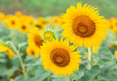 Close-up of sunflower on field