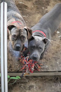 High angle portrait of two amstaff dogs