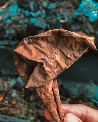 Close-up of hand holding autumn leaf