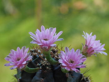 Close-up of pink flowering plant