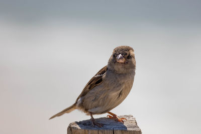 bird