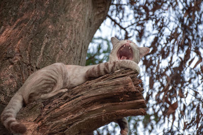 Close-up of cat sleeping on tree