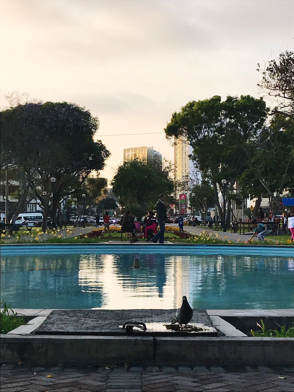 PEOPLE SWIMMING IN POOL BY TREES AGAINST SKY