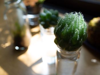 Close-up of succulent plant on table