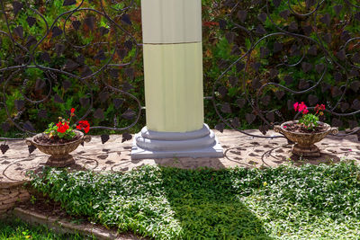 Potted plants in garden