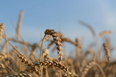 Close-up of plant growing on field