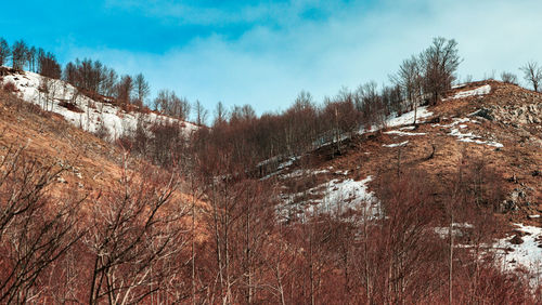 Bare trees on snow covered landscape