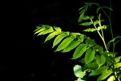 Close-up of green leaves