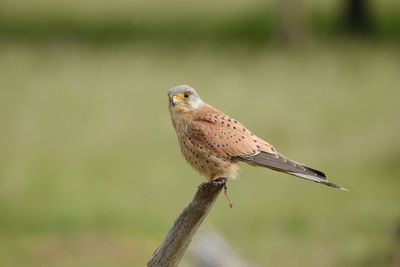 Close-up of bird perching on branch