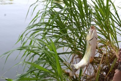 Close-up of turtle in grass