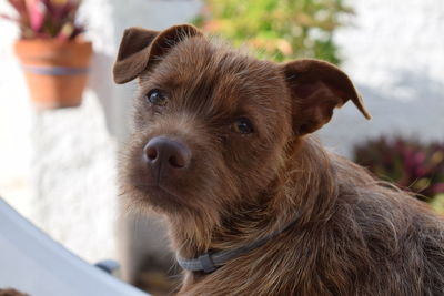 Close-up portrait of dog