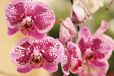 Close-up of pink orchids