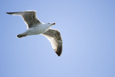 Low angle view of seagull flying