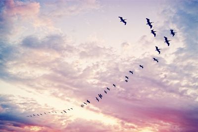 Low angle view of silhouette pelicans flying against sunset sky