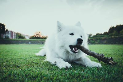 White dog on field