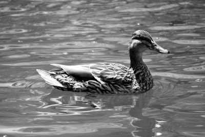 Side view of duck swimming in lake