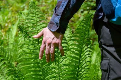 Midsection of man touching fern leaves