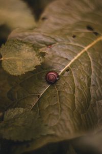 Close-up of snail on leaves