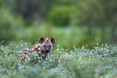 Portrait of hyena sitting on land