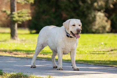 Dog looking away