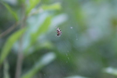 Close-up of spider on web