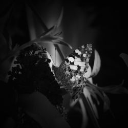 Close-up of butterfly pollinating on flower