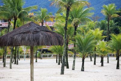 Palm trees with houses in background