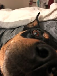 Close-up of cat on bed at home