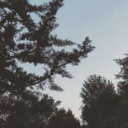 Low angle view of silhouette trees against sky