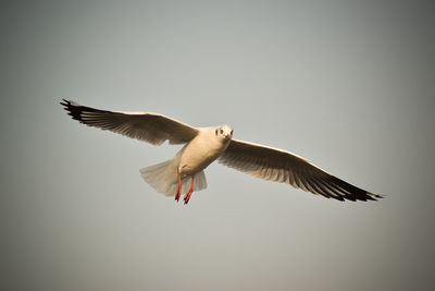 Low angle view of seagull flying