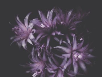 Close-up of flowers over black background