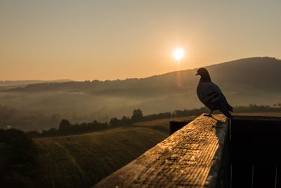 View of bird perching on wood against sky during sunset