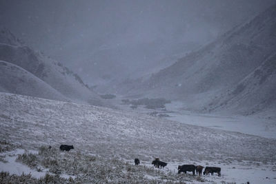 Scenic view of snowcapped mountains during winter