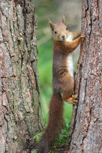 Squirrel on tree trunk