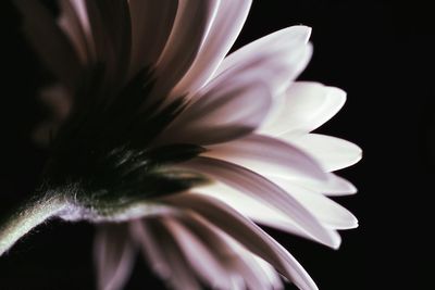 Close-up of white flower blooming against black background