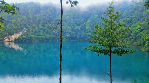 Reflection of trees in lake against sky