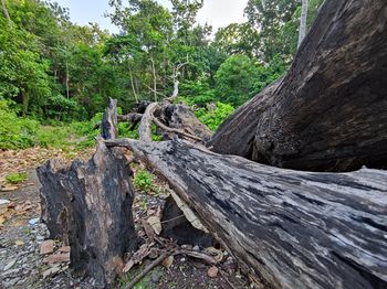 View of tree trunk in forest